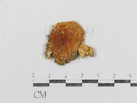 紅菇屬藏品圖，第1張