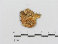 紅菇屬藏品圖，第3張