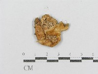 紅菇屬藏品圖，第4張