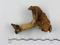 紅菇屬藏品圖，第3張