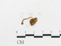 登錄號:F0016003藏品圖，第1張