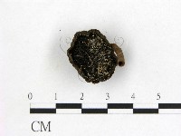 假芝屬藏品圖，第3張