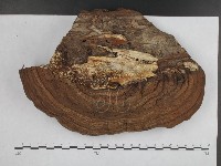 登錄號:F0016006藏品圖，第1張