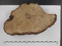 登錄號:F0016006藏品圖，第3張