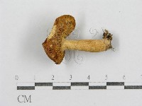 紅菇屬藏品圖，第1張