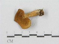 紅菇屬藏品圖，第3張