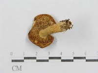 紅菇屬藏品圖，第4張