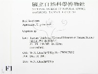 鬼傘屬藏品圖，第2張