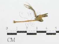 鬼傘屬藏品圖，第1張