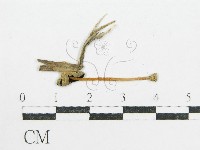 鬼傘屬藏品圖，第3張