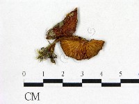 登錄號:F0016009藏品圖，第1張