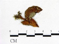 登錄號:F0016009藏品圖，第3張