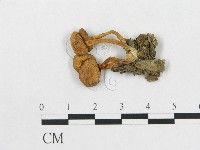 登錄號:F0016010藏品圖，第1張