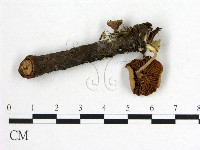 登錄號:F0016011藏品圖，第3張