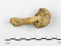登錄號:F0016013藏品圖，第1張