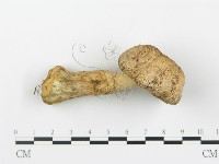 登錄號:F0016013藏品圖，第4張