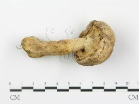 登錄號:F0016013藏品圖，第5張