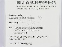 小菇屬藏品圖，第2張