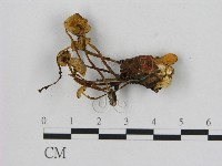 小菇屬藏品圖，第3張
