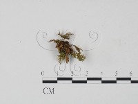 登錄號:F0016015藏品圖，第1張