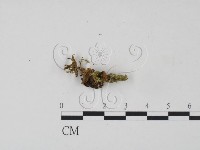 登錄號:F0016015藏品圖，第3張