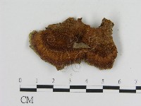 纖孔菌屬藏品圖，第3張