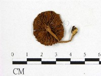 登錄號:F0016018藏品圖，第3張