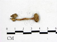 登錄號:F0016019藏品圖，第1張