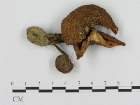 登錄號:F0016021藏品圖，第1張