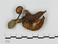 登錄號:F0016021藏品圖，第3張