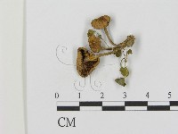 登錄號:F0016024藏品圖，第1張