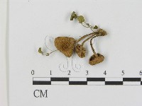 登錄號:F0016024藏品圖，第3張