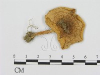 登錄號:F0016026藏品圖，第1張