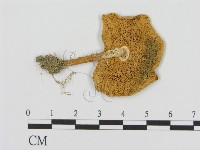 登錄號:F0016026藏品圖，第3張