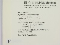 小菇屬藏品圖，第2張