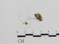 小菇屬藏品圖，第3張