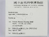 小菇屬藏品圖，第2張