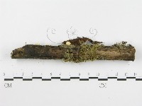 登錄號:F0016031藏品圖，第5張