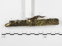 登錄號:F0016031藏品圖，第6張