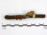 登錄號:F0016032藏品圖，第1張