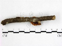 登錄號:F0016032藏品圖，第3張