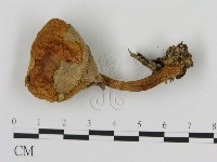 登錄號:F0016033藏品圖，第1張