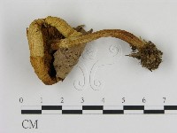 登錄號:F0016033藏品圖，第3張