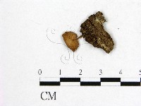 登錄號:F0016034藏品圖，第1張