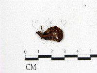 登錄號:F0016035藏品圖，第3張