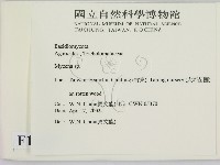 小菇屬藏品圖，第2張