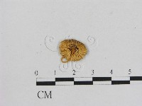 小菇屬藏品圖，第3張