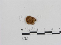 小菇屬藏品圖，第3張