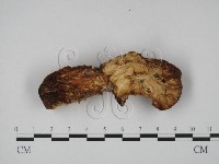 登錄號:F0016040藏品圖，第1張