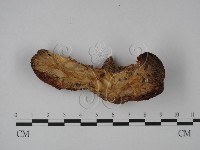 登錄號:F0016040藏品圖，第3張